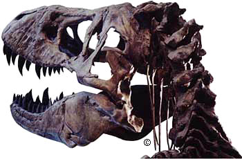 t-rex head bones