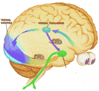 esquema de las dos caminos desde la percepción a  la emoción de LeDoux